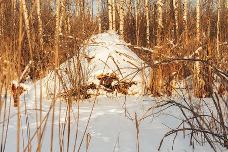 A frozen swamp. Trail through the reed in winterの写真素材
