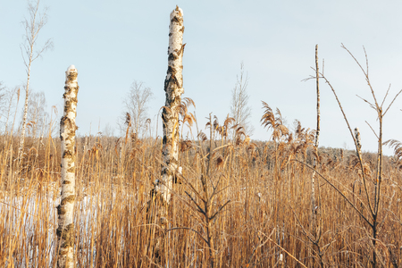 The frozen swamp, reeds covered with hoarfrostの写真素材