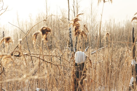 The frozen swamp, reeds covered with hoarfrostの写真素材