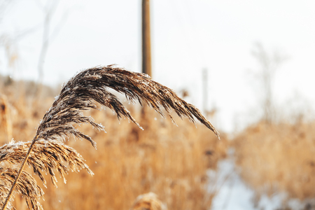 The frozen swamp, reeds covered with hoarfrostの写真素材
