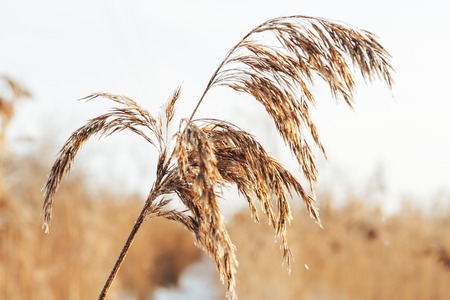 The frozen swamp, reeds covered with hoarfrostの写真素材