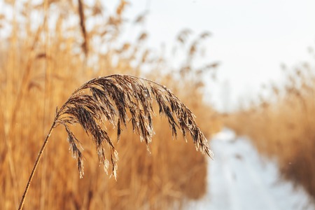 A frozen swamp. Trail through the reed in winterの写真素材