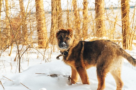 A dog stands on the snow in the winterの写真素材
