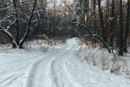 Trail in the coniferous forest in winterの写真素材