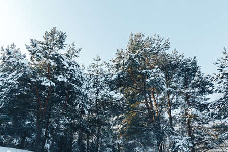 Spruce forest covered with snow in winterの写真素材