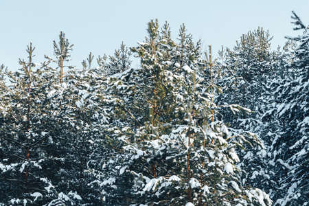 Spruce forest covered with snow in winterの写真素材