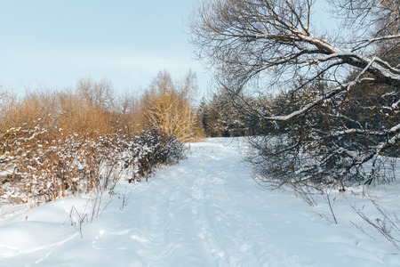 Trail in the coniferous forest in winter