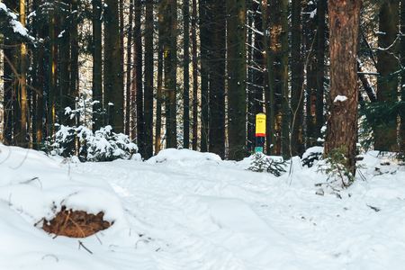 Trail in the coniferous forest in winterの写真素材