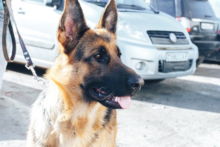 A young dog, a shepherd, sits and looksの写真素材