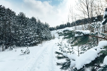 Trail in the coniferous forest in winterの写真素材