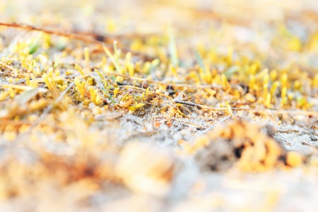 Spring grass early in the morning. macro