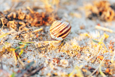 A snail in the grass in the early spring morningの写真素材