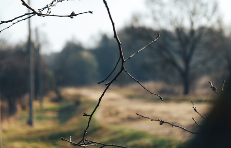 Branches of a tree against a background of a blurred rural roadの写真素材