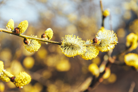 Branch of a tree with green buds in springの写真素材