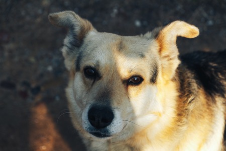 The dog runs along the rural roadの写真素材