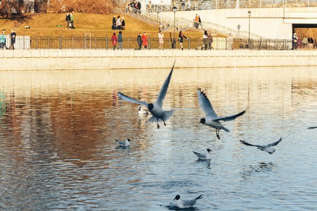 Seagulls fly and sit on the waterの写真素材