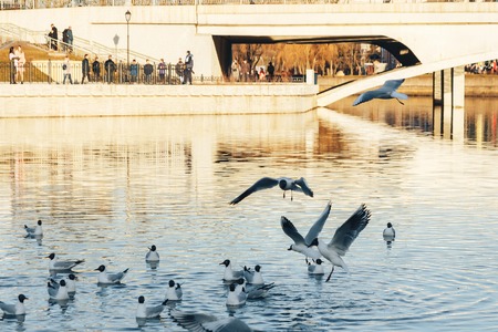 Seagulls fly and sit on the waterの写真素材