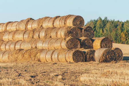 Round hay briquettes lie in a field on an autumn morningの写真素材