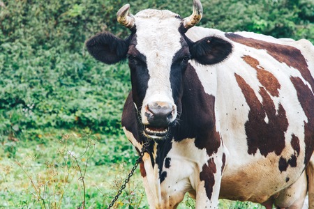 A chained cow stands on grass in a parkの写真素材