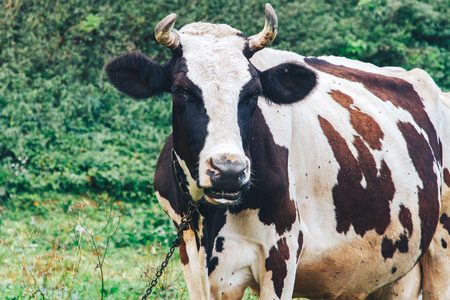 A chained cow stands on grass in a parkの写真素材