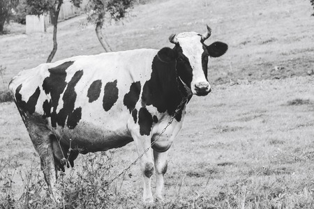 A chained cow stands on grass in a parkの写真素材