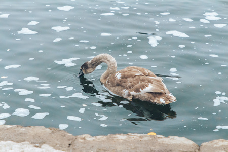 Gray swan swims in a river in winter. View through a concrete fence.の写真素材