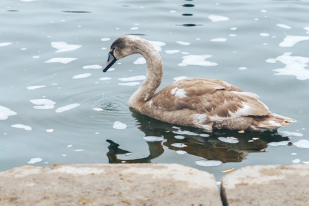Gray swan swims in a river in winter. View through a concrete fence.
