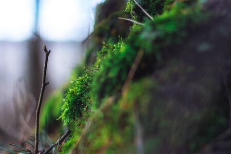Beautiful green moss in the morning in the forest