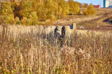 Close-up of old concrete pipes lying in the autumn grass in the Parkの写真素材