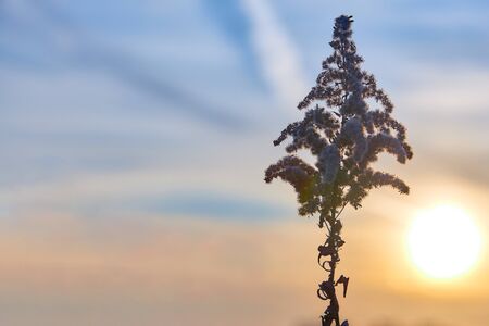 View against the sun. Dry grass against the setting sunの写真素材