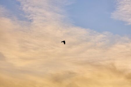 A bird flying high in the evening skyの写真素材