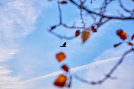 A crow flying high in the sky, a view through the branches of a treeの写真素材