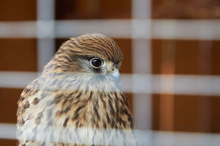 Close-up of a Falcon sitting behind the bars of a cageの写真素材