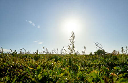 The sun peeks through the bright green grassの写真素材
