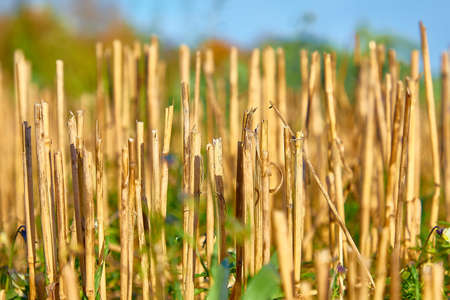Close-up of old grass left over from a lawn mowerの写真素材