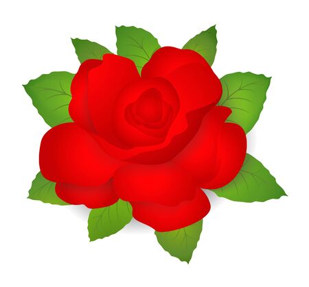 Red Rose with green leaves. Vector illustration on white backgroundのイラスト素材