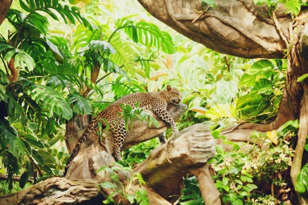 Lying (sleeping) leopard on tree branch. In the forest (jungle) Lying (sleeping) leopard on tree branch. In the forest (jungle)