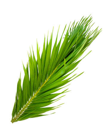 Cocos nucifera leaf. Closeup Palm tree branch isolated on white background. Exotic tropical plantの写真素材