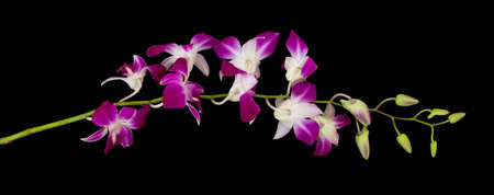 Dendrobium noble orchid flower. Purple tropical exotic plant front view isolated on black backgroundの写真素材