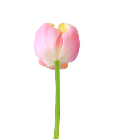 Tulip flower isolated on white background. Useful for beautiful floral design on holiday like 8 March (International Women day), Mother's day gift card, Easterの写真素材