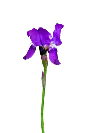 Iris germanica flower isolated on white background. Useful for beautiful floral design on holiday like 8 March (International Women day), Mother's day gift card, Easter or Weddingの写真素材