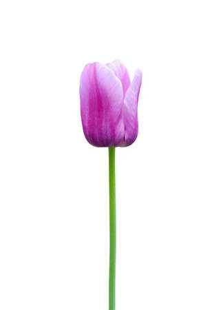 Tulip flower isolated on white background. Useful for beautiful floral design on holiday like 8 March (International Women day), Mother's day gift card, Easter or Weddingの写真素材