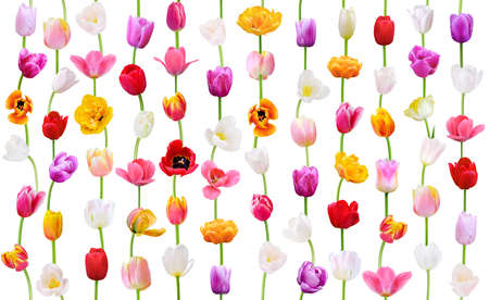 Seamless flower pattern on white background. Colorful Tulip (vertical lines) useful for wallpaper, wedding decoration, holiday romantic floral design or textile summer printの写真素材