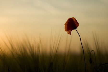 red poppy in field of wheat at sunsetの写真素材