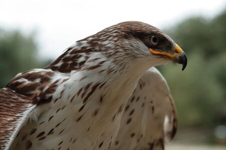 eagle at Espace Rambouilletの写真素材