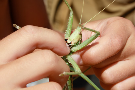 dangerous, predatory grasshopper bites human finger, nailの写真素材