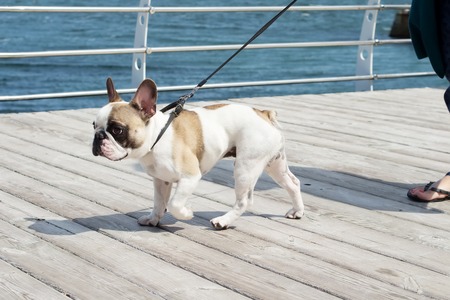 French Bulldog on a leash. Dog is walking near the sea and lead. Owner follow their dog.の写真素材