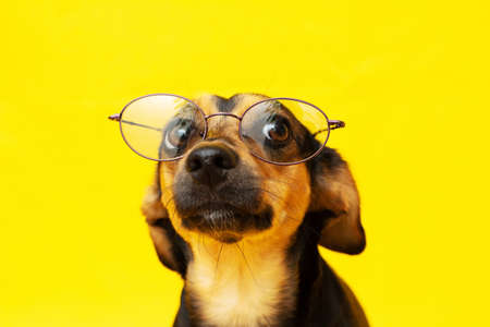 Smart and trained dog with glasses on the noseの写真素材