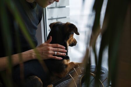 young woman and dog by the window on quarantine self isolationの写真素材