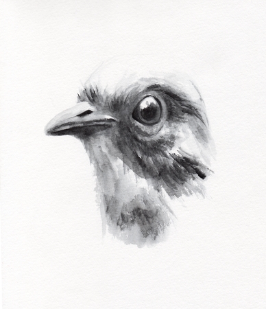 bird 1の写真素材